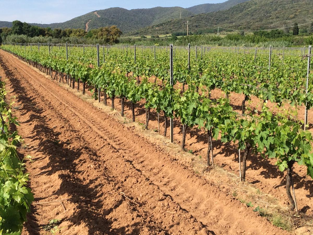 Farm stay La Sassicaia *